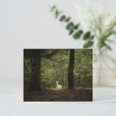 Forests | A White Tailed Deer in the Woods ポストカード (スタンド正面)