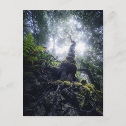 Forests | Anaga Rural Park Canary Islands ポストカード (正面)