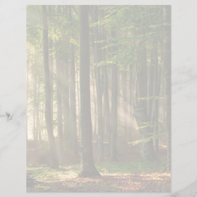 Forests | Autumn Forest (正面)