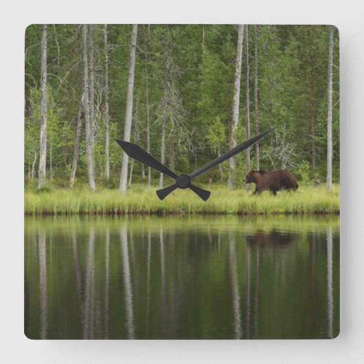 Forests | Bear at Taiga Forest Northern Finland スクエア壁時計 (正面)