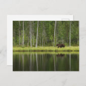 Forests | Bear at Taiga Forest Northern Finland ポストカード (正面/裏面)