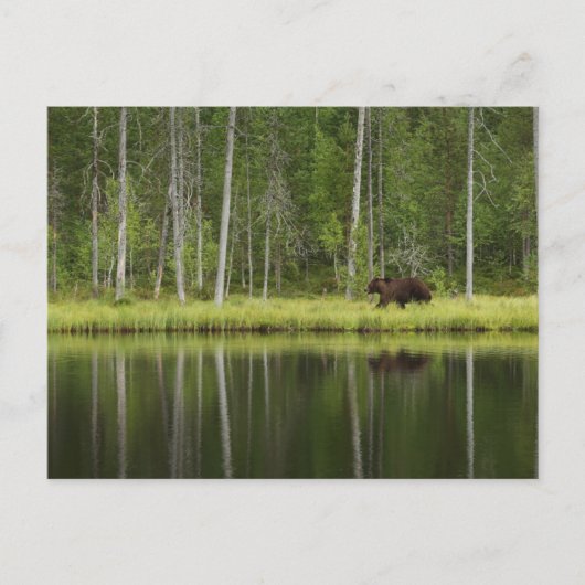 Forests | Bear at Taiga Forest Northern Finland ポストカード (正面)