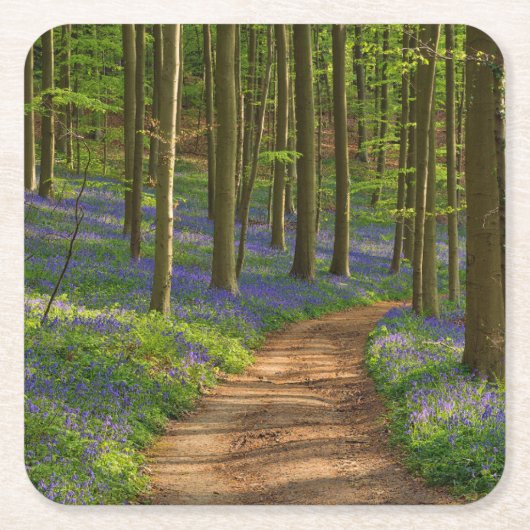 Forests | Bluebell Forest in Belgium スクエアペーパーコースター (正面)