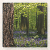 Forests | Bluebells in Belgium ガラスコースター (正面)