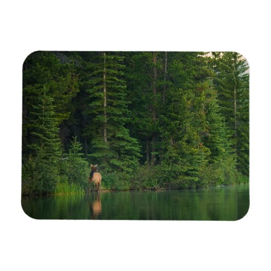 Forests | Elk at Banff National Park Alberta マグネット (横)