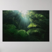Forests | Ferns in Rainforest ポスター (正面)