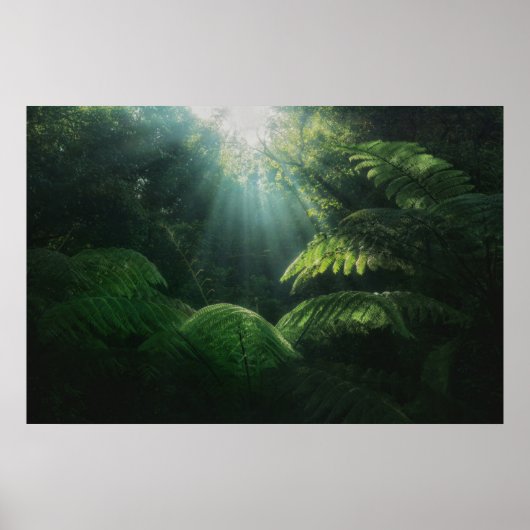 Forests | Ferns in Rainforest ポスター (正面)
