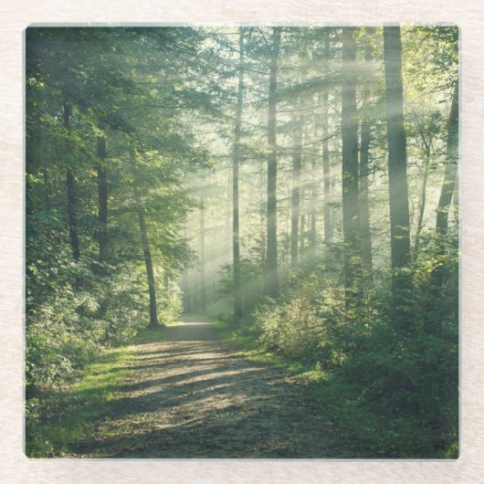 Forests | Forest Path Hamburg Germany ガラスコースター (正面)