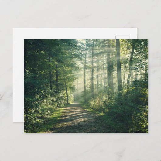 Forests | Forest Path Hamburg Germany ポストカード (正面/裏面)