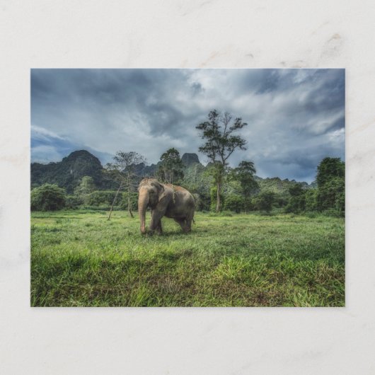 Forests | Kao Sok National Park ポストカード (正面)