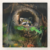 Forests | Raccoon Peeking ガラスコースター (正面)