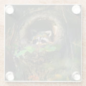 Forests | Raccoon Peeking ガラスコースター (裏面)