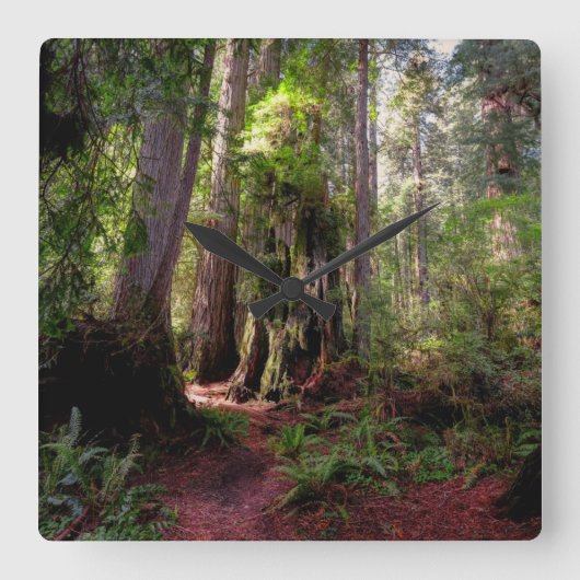 Forests | Redwood Forest California スクエア壁時計 (正面)