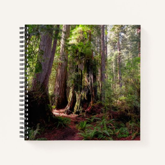 Forests | Redwood Forest California ノートブック (正面)