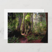 Forests | Redwood Forest California ポストカード (正面/裏面)