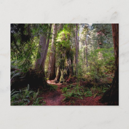 Forests | Redwood Forest California ポストカード (正面)