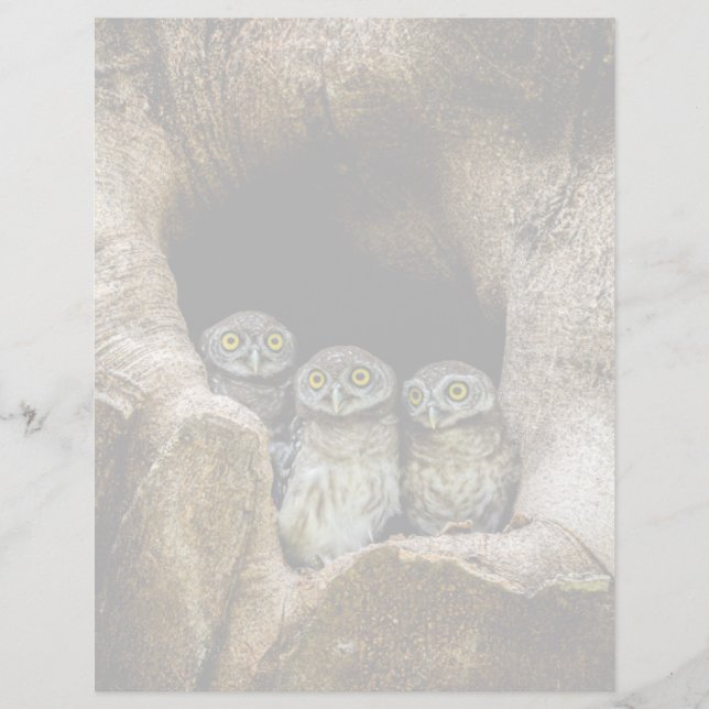 Forests | Three Owls Looking (正面)