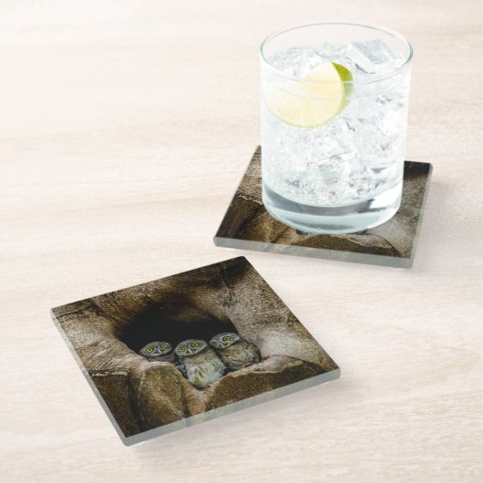 Forests | Three Owls Looking ガラスコースター (アングル)