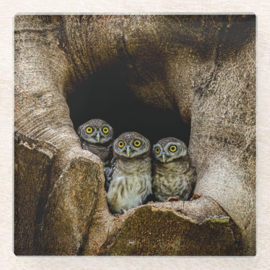 Forests | Three Owls Looking ガラスコースター (正面)