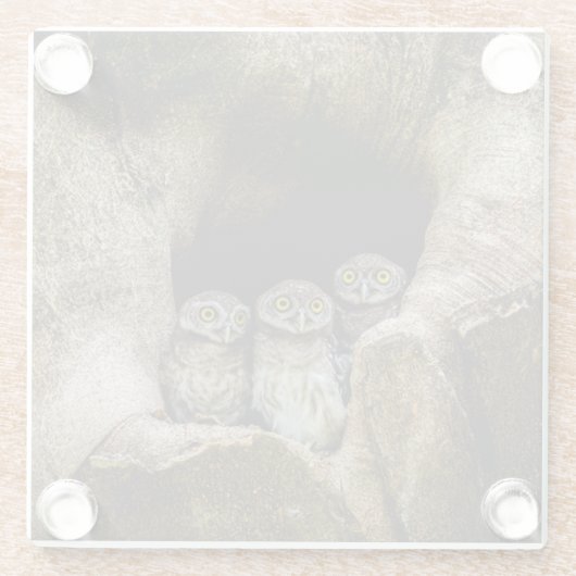 Forests | Three Owls Looking ガラスコースター (裏面)