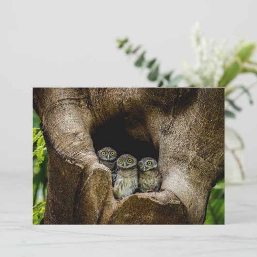 Forests | Three Owls Looking サンキューカード (スタンド正面)