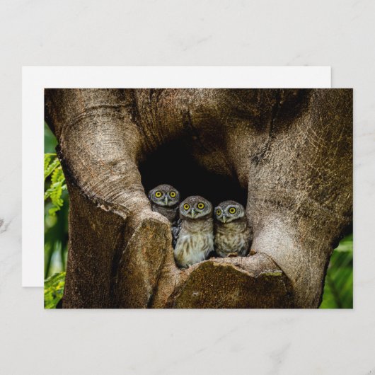 Forests | Three Owls Looking サンキューカード (正面/裏面)