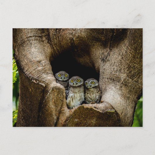 Forests | Three Owls Looking ポストカード (正面)