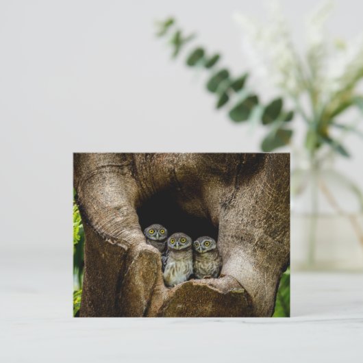 Forests | Three Owls Looking ポストカード (スタンド正面)