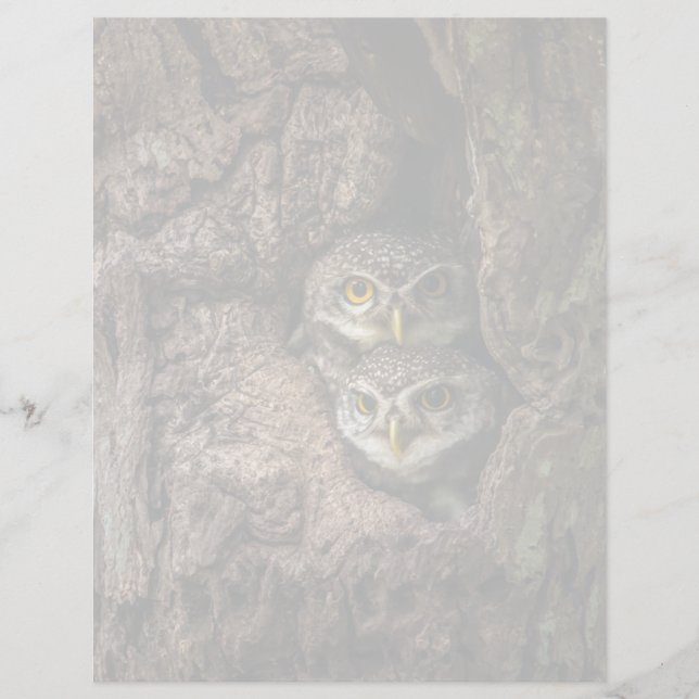 Forests | Two Owls Looking (正面)
