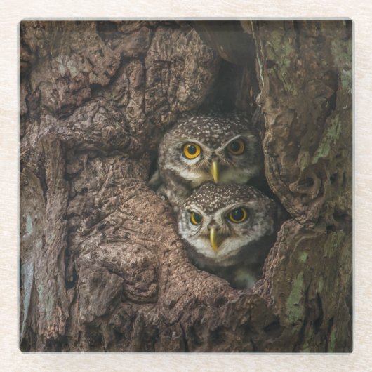 Forests | Two Owls Looking ガラスコースター (正面)