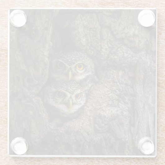 Forests | Two Owls Looking ガラスコースター (裏面)