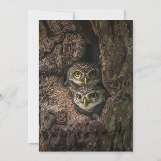Forests | Two Owls Looking サンキューカード (正面)