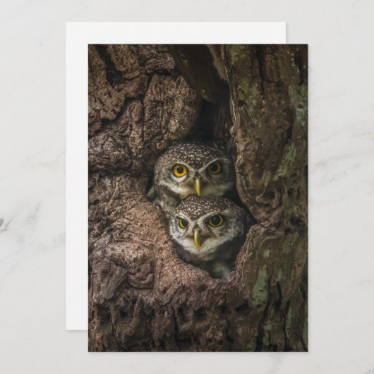 Forests | Two Owls Looking サンキューカード (正面/裏面)
