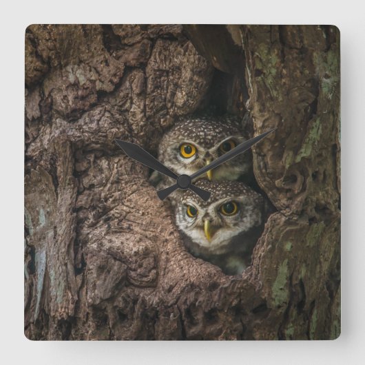 Forests | Two Owls Looking スクエア壁時計 (正面)