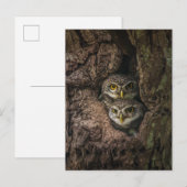 Forests | Two Owls Looking ポストカード (正面/裏面)