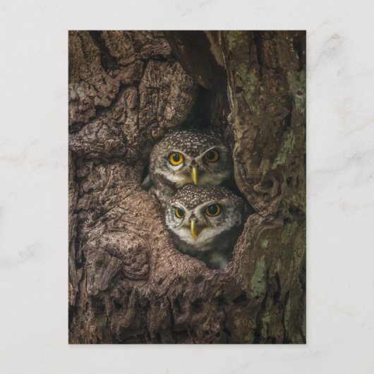 Forests | Two Owls Looking ポストカード (正面)