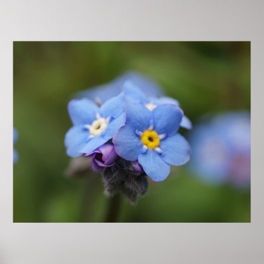 Forget-me-not forever and ever! ポスター (正面)