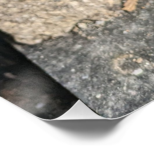 Forgotten Interior with Fern and Weathered Paint. ポスター (コーナー)