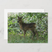 Forrest DIYポストカードに登場する可愛い鹿 ポストカード (正面/裏面)