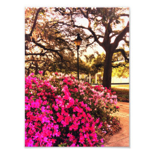 Forsyth公園のツツジ フォトプリント