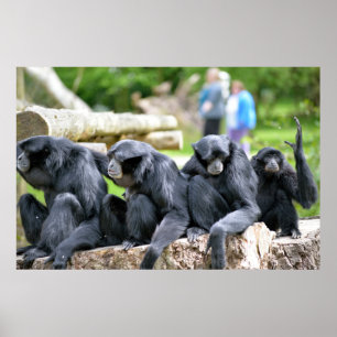 fotaの野性生物paでリラックスするSiamangのテナガザル家族 ポスター