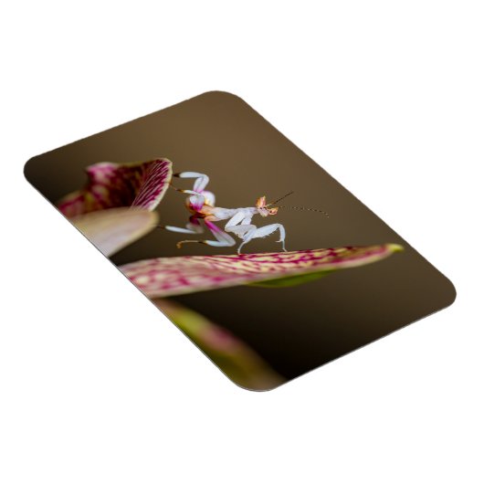 Foto einer jungen Orchideenmantis  マグネット (右側)