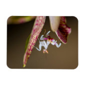 Foto einer jungen Orchideenmantis  マグネット (横)