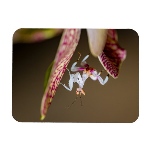 Foto einer jungen Orchideenmantis  マグネット (横)