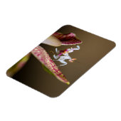 Foto einer jungen Orchideenmantis  マグネット (左側)