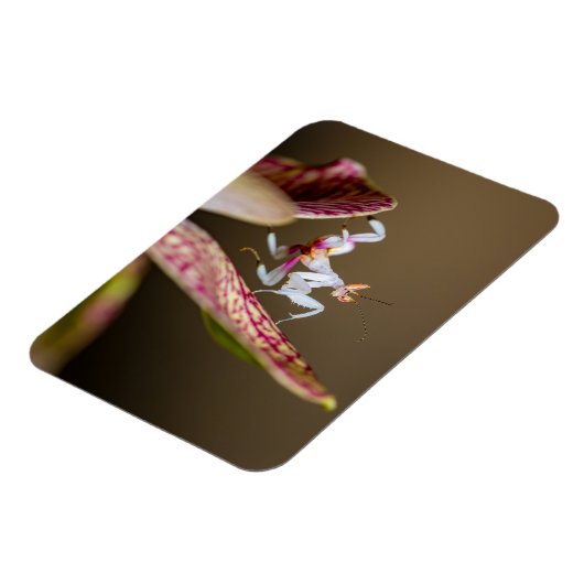 Foto einer jungen Orchideenmantis  マグネット (左側)