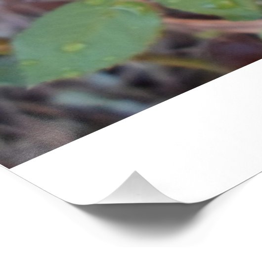 fotografia rosas  ポスター (コーナー)