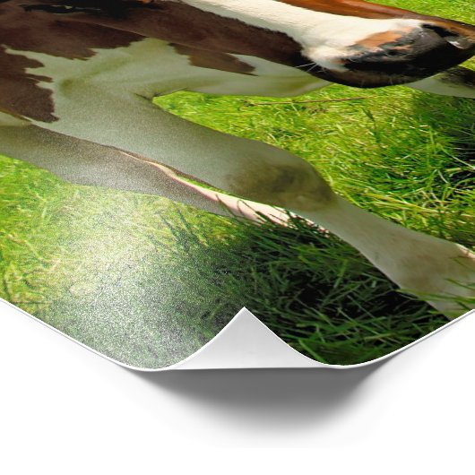 Four chatting cows フォトプリント            (角)