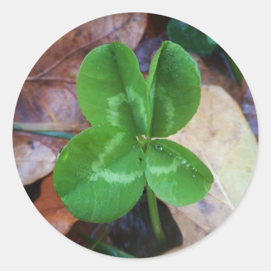 Four leaf clover Sticker ラウンドシール (正面)