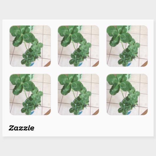 Four leaf clovers スクエアシール (シート)